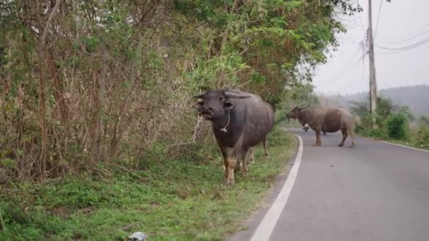Oxen Walking Roadside Thailand Wanderer — Stock Video