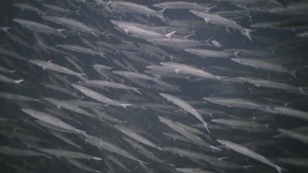 Plusieurs Nombre Barracuda Nageant Dans Mer Koh Tao Vie Marine — Video