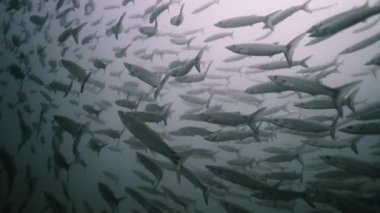 Koh Tao açıklarında yüzen bir barakuda sürüsü. Deniz yaşamı.