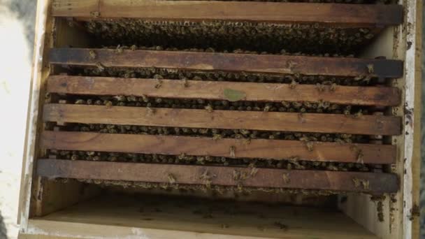 Sok Méh Látványa Füsttel Teli Méhészeti Dobozban Ökológia Koncepció — Stock videók