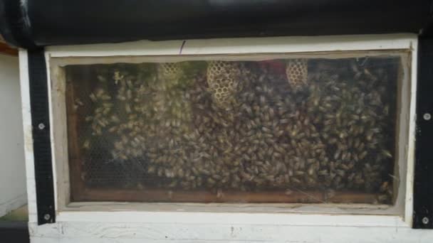 Egy Doboz Tele Mézelő Méhek Egy Gazdaságban Thaiföldön Ökológia Koncepció — Stock videók
