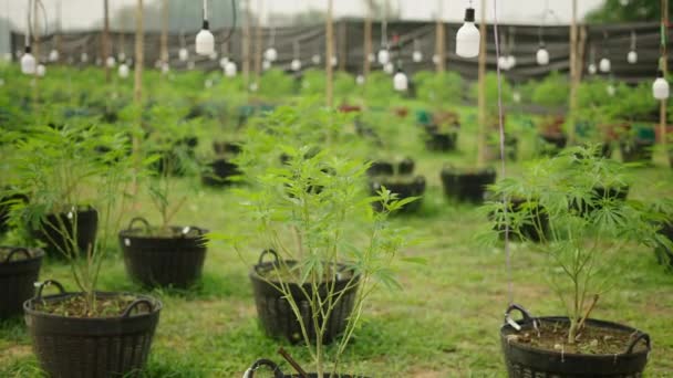 Algunas Macetas Con Plantas Marihuana Bajo Bombillas Legal — Vídeo de stock