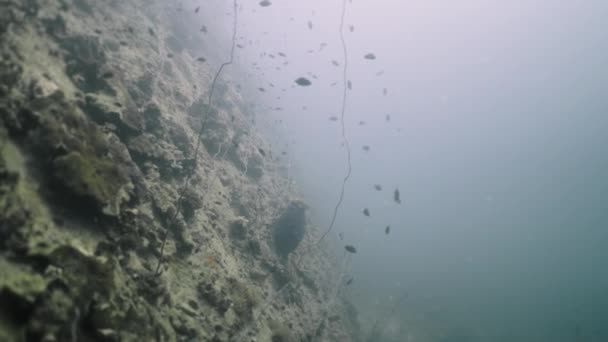 Выстрел Дна Моря Рыбой Плавающей Среди Кораллов Морская Жизнь — стоковое видео