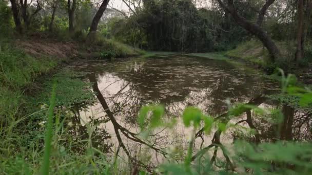 Plan Swamp Forest Thailand Wanderer — Stock Video