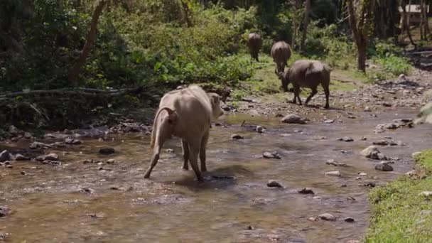 Bubalus Bubalis Rebaño Cruza Río Como Último Defeca Vida Silvestre — Vídeo de stock
