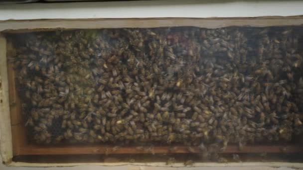 蜜蜂蜷缩在一个产蜜的盒子里 生态概念 — 图库视频影像