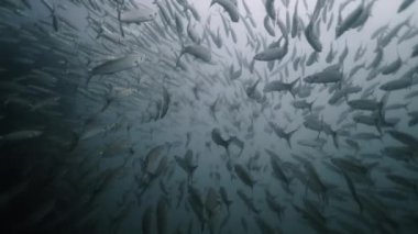 Tayland sularında birlikte yüzen büyük Sphyraena sürüsü - Deniz yaşamı