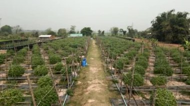 Organize marihuana bitkilerinin en üst görünümü - Yasal