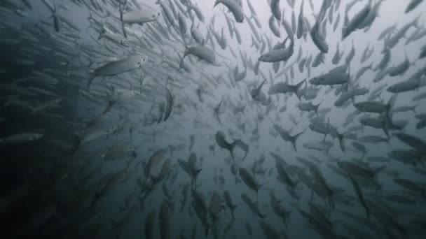 タイの海で一緒に泳ぐシュピラエナの大きな衝撃 海洋生物 — ストック動画