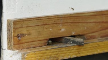 Arıların girdiği bir kerestedeki delik - ekoloji konsepti