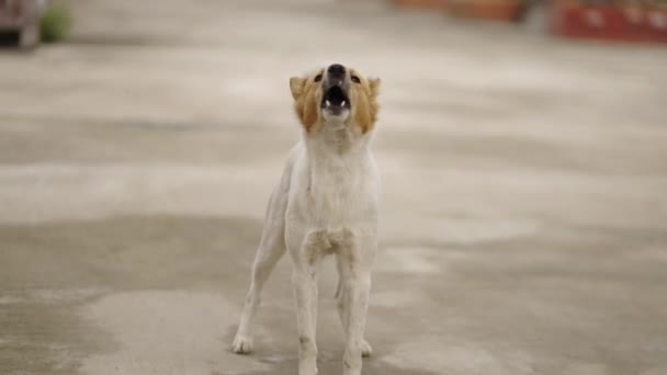 Biały Brązowy Bezpański Pies Szczekający Ulicach Tajlandii Lokalne Miejsca — Wideo stockowe