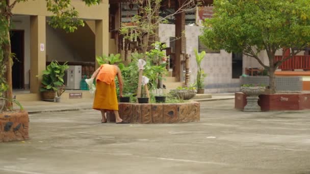 Далекий Взгляд Монаха Оранжевом Халате Трогающего Цветочный Горшок Местные Места — стоковое видео