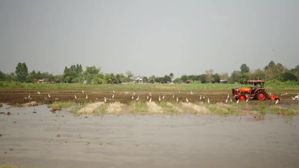 带海鸥的湿田里的拖拉机收获 4K水平局部风景 — 图库视频影像