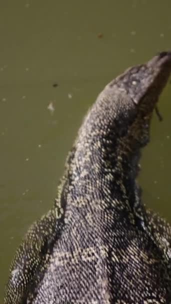 태국의 강에서 Varanus 샐러드 Fhd 체육관 — 비디오