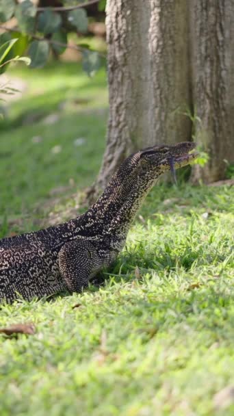모니터 도마뱀은 잔디에있는 그것의 밖으로 Fhd 체육관 — 비디오