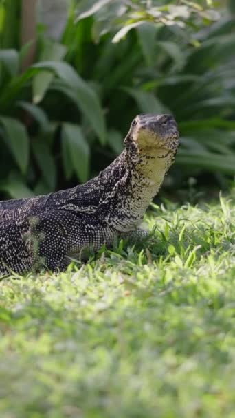 잔디밭에서 태양에 도마뱀 일광욕 Fhd 체육관 — 비디오