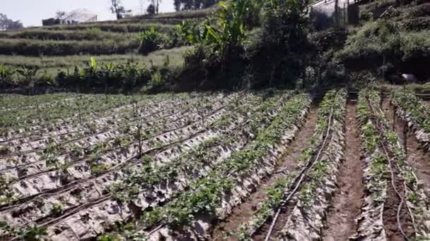 Vue Potager Cultivé Des Tuyaux Irrigation Thaïlande Mode Vie Horizontal — Video