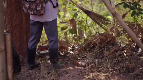 Неизвестный Собирает Листья Сорняки Лесу Горизонтальный Традиционный Образ Жизни — стоковое видео