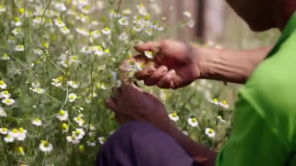 Les Mains Homme Cueillant Des Fleurs Une Plante Mode Vie — Video