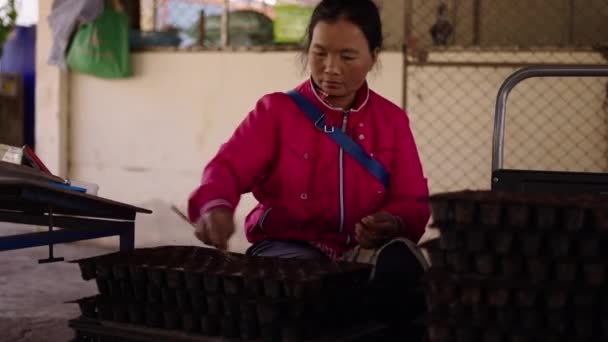 身穿粉红夹克的亚洲女士分发带有木棍的种子 4K水平传统生活方式 — 图库视频影像