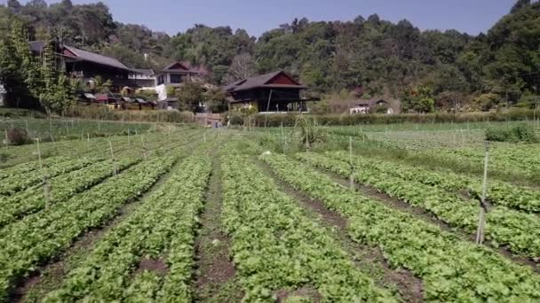 Bazı Evlerin Önündeki Yeşil Meyve Bahçesinin Panoramik Planı Yatay Geleneksel — Stok video