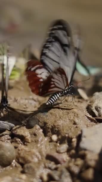 Skupina Dvou Barevných Motýlů Mává Křídly Kamenech Vertikální Fhd Video — Stock video