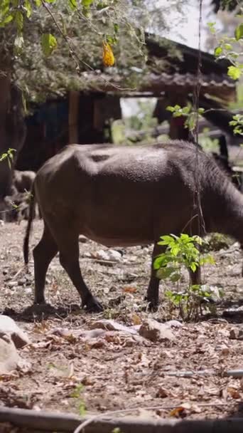 Ein Paar Bubalus Bubalis Grast Einem Obstgarten Thailand Vertikales Fhd — Stockvideo