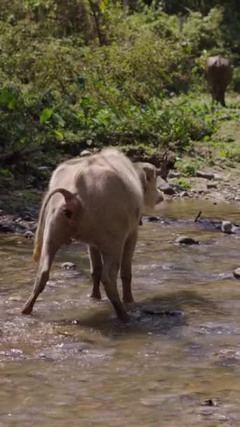 Bubalus Bubalis Herde Überquert Den Fluss Während Die Letzte Ihren — Stockvideo