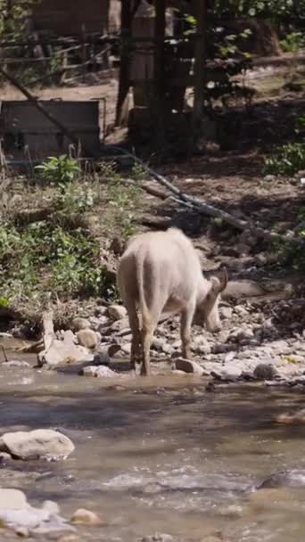 Ein Weißer Bubalus Bubalis Auf Nahrungssuche Gras Fluss Vertikales Fhd — Stockvideo