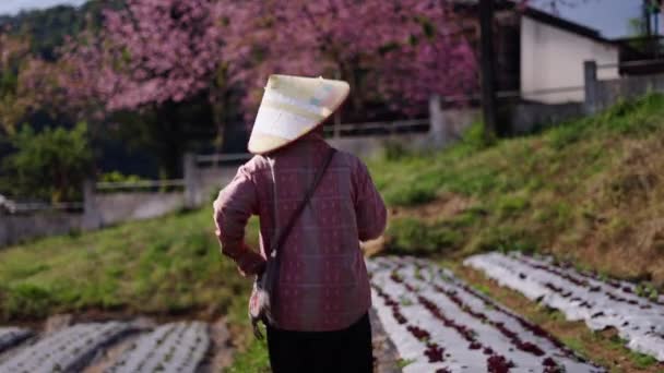 Man Met Typische Aziatische Hoed Wandelend Door Een Boomgaard Horizontale — Stockvideo