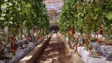 Tayland 'da bir serada kiraz domates yetiştirmek - 4K Yatay Geleneksel Yaşam Tarzı