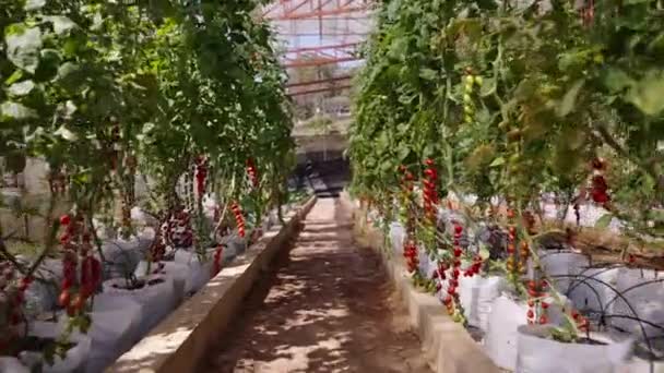 Cultivando Tomates Cereja Uma Estufa Tailândia Horizontal Traditionaal Lifestyle — Vídeo de Stock
