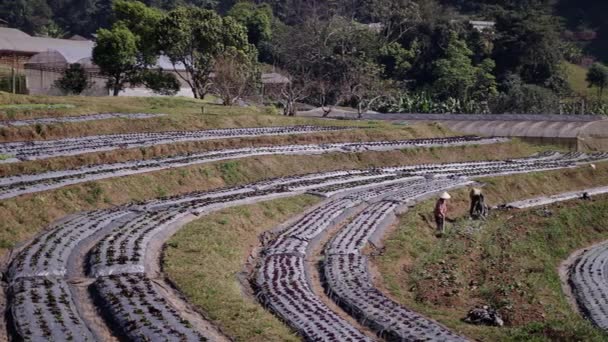 Twee Onherkenbare Boeren Bewerken Het Land Een Veld Bergen Horizontale — Stockvideo