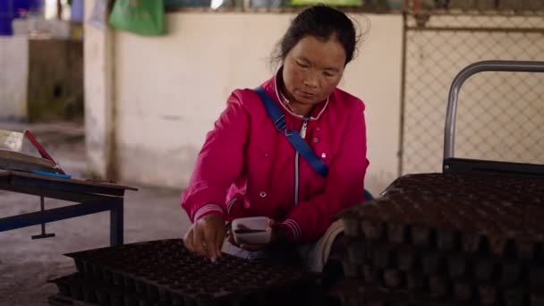 Semillas Maceta Por Una Dama Asiática Tailandia Horizontal Traditionaal Lifestyle — Vídeos de Stock
