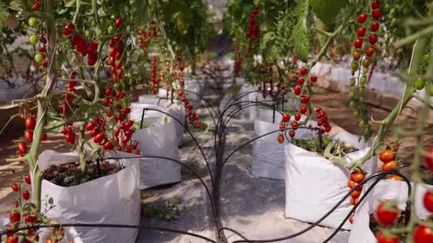 Ainda Vista Uma Colheita Tomate Cereja Bolsas Brancas Horizontal Estilo — Vídeo de Stock