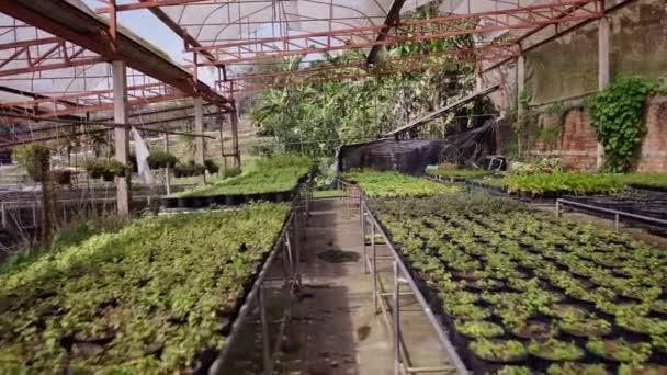 Plano Entrando Uma Estufa Com Pequenas Plantas Tailândia Horizontal Estilo — Vídeo de Stock