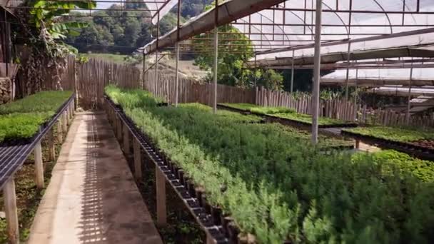 Gewächshaustische Mit Kleinen Töpfen Voller Pflanzen Horizontaler Traditioneller Lebensstil — Stockvideo