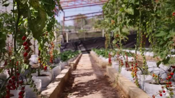Widok Wnętrza Szklarni Pomidorami Wiśniowymi Tradycyjny Styl Życia Poziomie — Wideo stockowe