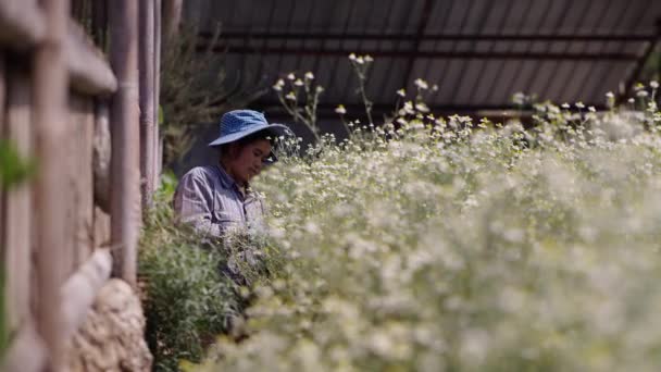 Asiatische Bäuerin Umgang Mit Pflanzen Thailand Horizontaler Traditioneller Lebensstil — Stockvideo