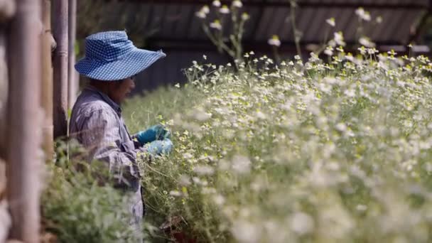亚洲妇女在田里处理的草药 4K水平传统生活方式 — 图库视频影像