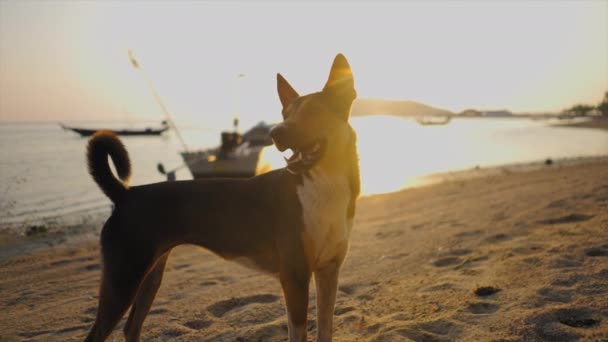 Pies Spacerujący Plaży Tajlandii Horizontal Video — Wideo stockowe