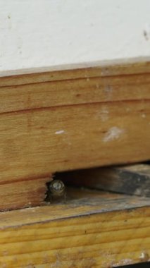 Arıların girdiği kerestedeki delik - FHD dikey video
