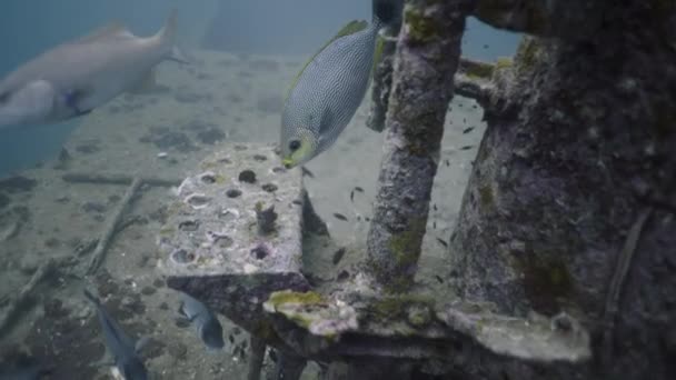 Siganus Javus在一艘沉没的军舰上与其他鱼类一起游泳 4K水平视频 — 图库视频影像