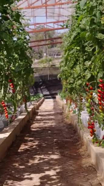 Cultivar Tomates Cherry Invernadero Tailandia Fhd Estilo Vida Tradicional Vertical — Vídeos de Stock