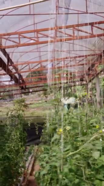 Πλευρικό Σχέδιο Καλλιέργειας Τομάτας Θερμοκήπιο Fhd Vertical Traditional Lifestyle — Αρχείο Βίντεο
