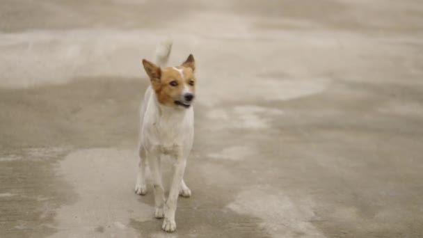 Zbłąkany Pies Szczekający Ulicy Azji Lokalne Miejsca — Wideo stockowe