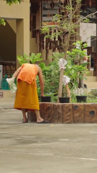 花の鍋に触れるオレンジ色のローブの僧侶の遠い眺め 地元の場所 ヴァティカルビデオ — ストック動画