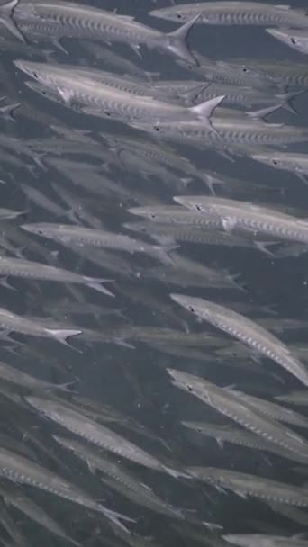 Plusieurs Nombre Barracuda Nager Dans Mer Koh Tao Vidéo Verticale — Video