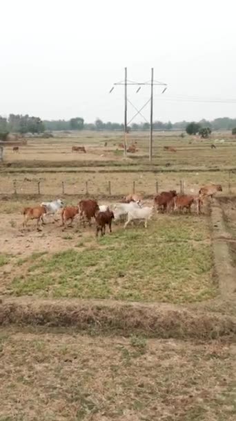 Grupo Vacas Caminando Por Campo Agrícola Lugares Locales Video Vertical — Vídeo de stock