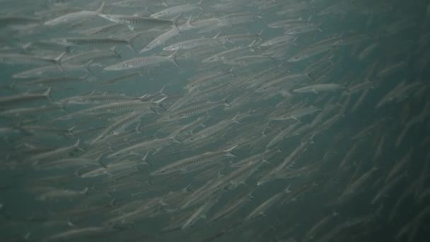 泰国海域大型梭鱼鱼群 4K水平视频 — 图库视频影像